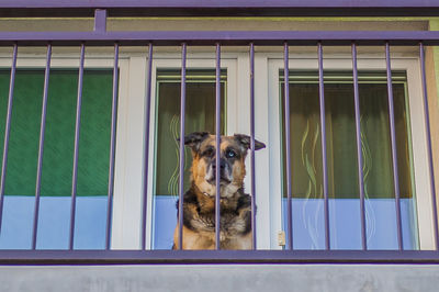 Portrait of dog seen through window