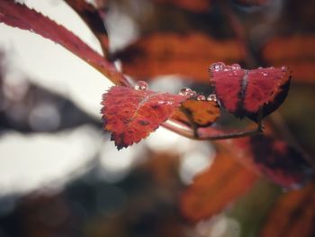 Close-up of red maple leaf