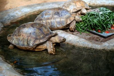 Close-up of  tortoises