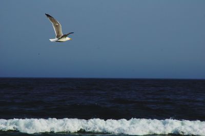 Seagull flying over sea against clear sky