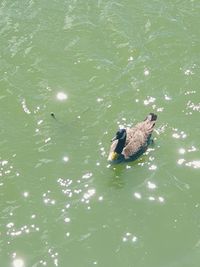 High angle view of duck swimming in lake