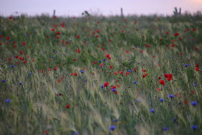 View of flowering plants on field