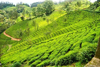 Scenic view of field