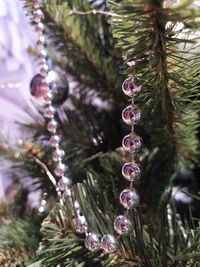 Close-up of water drops on tree