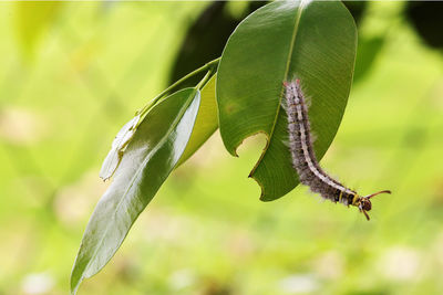 Close-up of plant