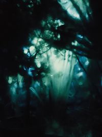 View of illuminated trees at night