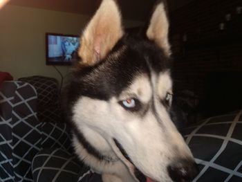 Close-up of a dog at home