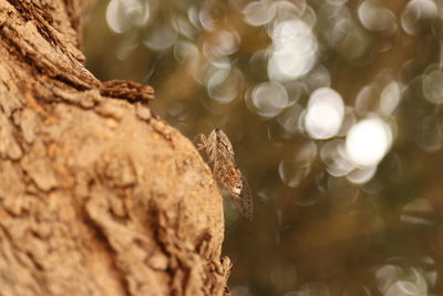 Close-up of christmas tree trunk