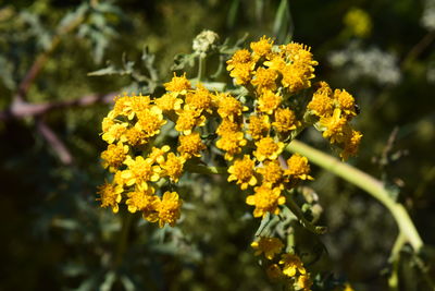 Close-up of yellow flowering plants on field