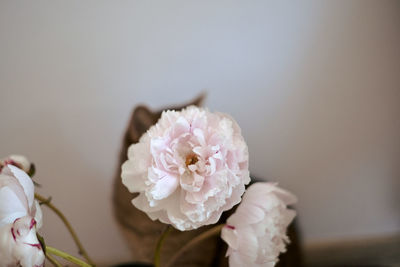 Close-up of pink rose flower