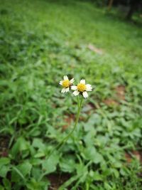 Close-up of flowering plant on field