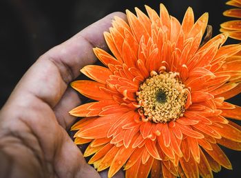 Cropped hand holding orange flower