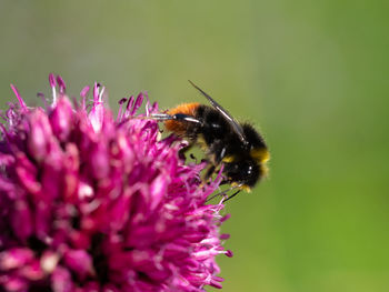 Close-up of bee pollinating on pink flower