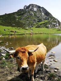 Cows standing in a farm