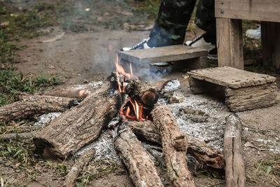 Logs in a forest