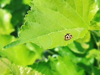 Close-up of ladybug on leaf