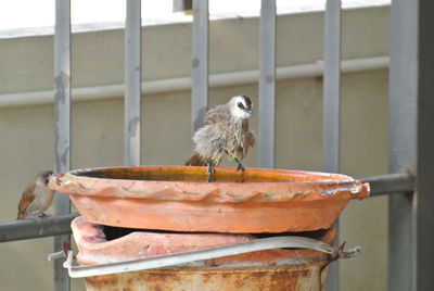 Close-up of bird perching on metal feeder