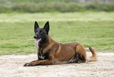 Portrait of dog standing on field