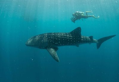 View of scuba diver swimming with whale shark