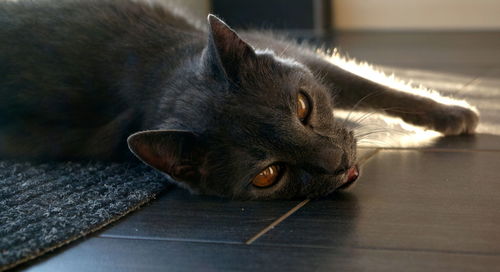 Close-up of cat resting on floor