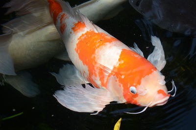 Close-up of koi fish in water