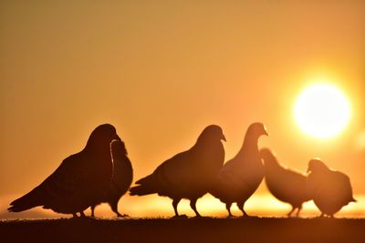 Pigeons silhouettes on the sunlight background during sunrise over the baltic sea in gdynia