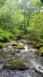 Stream flowing through rocks in forest