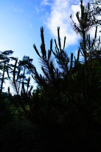 Low angle view of trees against sky