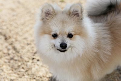 Close-up portrait of dog