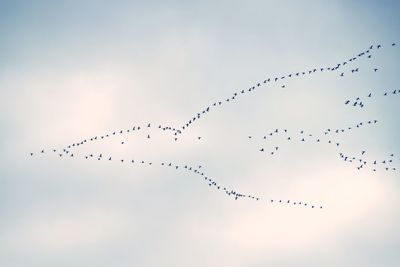 Low angle view of birds flying in sky