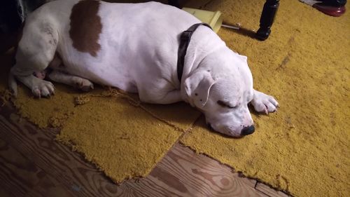 High angle view of dog sleeping on floor at home