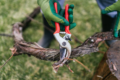 Close-up of hands with pruning shears trimming a branch of a tree in the home garden.	
