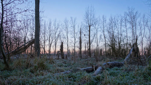 Trees in forest against clear sky