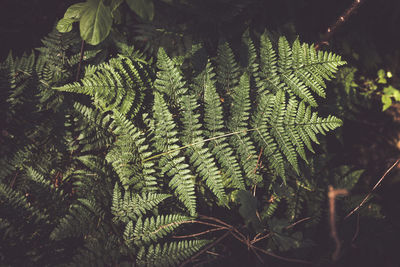 High angle view of fern leaves