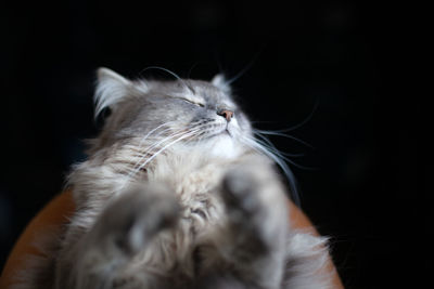 Close-up of cat against black background