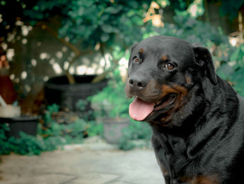 Close-up of a dog looking away