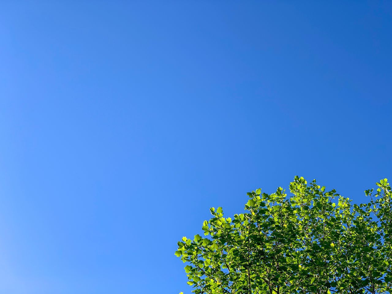 sky, blue, copy space, clear sky, plant, low angle view, tree, beauty in nature, growth, nature, no people, day, green color, tranquility, outdoors, sunlight, branch, scenics - nature, leaf, plant part, treetop