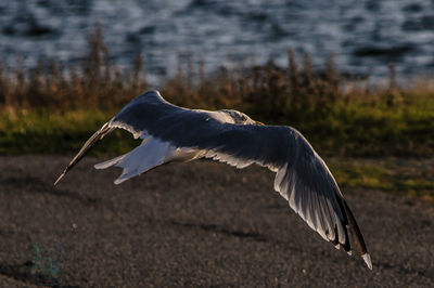 Side view of a bird flying over water