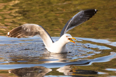 View of swan in lake