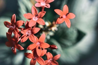 Close-up of red flowering plant