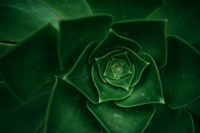 Full frame shot of succulent plant