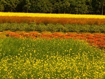 Close-up of flowers in field