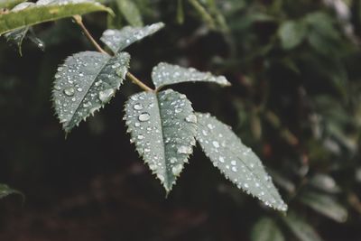 Close-up of raindrops on leaves during winter