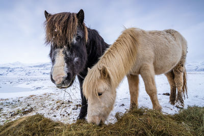 View of two horses on snow covered land