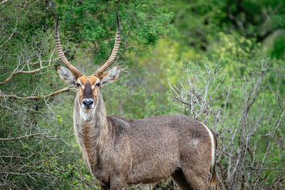 Portrait of deer standing in forest