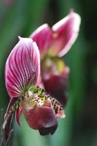 Close-up of honey bee on flower blooming outdoors
