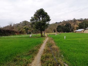 Scenic view of agricultural field against sky