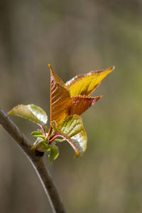 Close-up of a flower