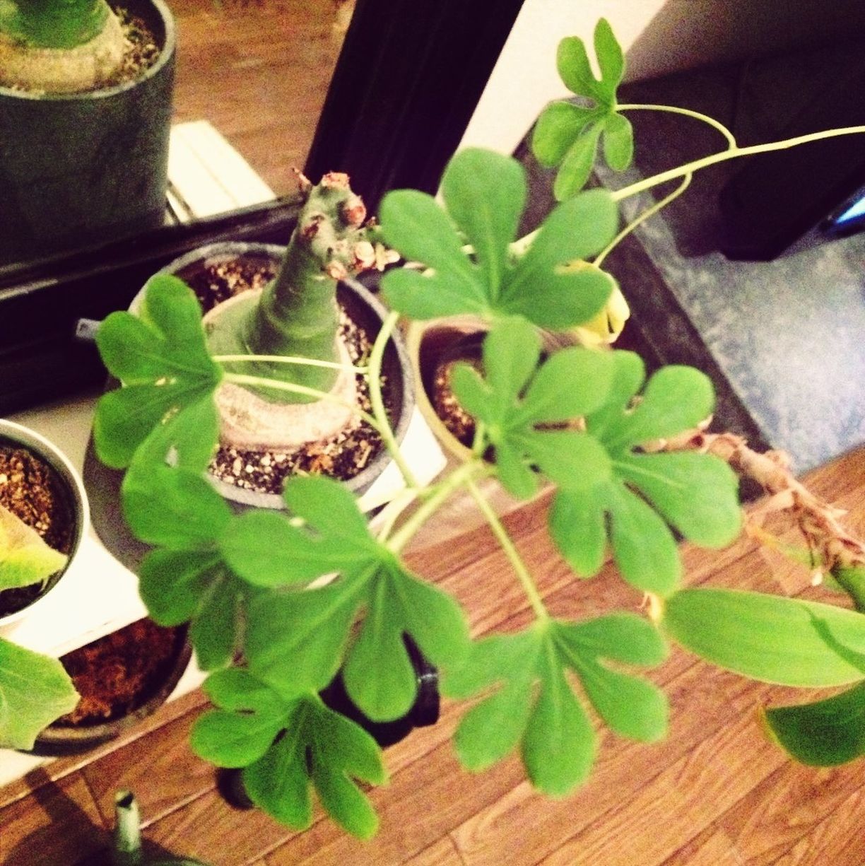 leaf, green color, potted plant, indoors, plant, high angle view, growth, table, freshness, close-up, no people, nature, green, wood - material, food and drink, herb, day, still life, sunlight, leaves