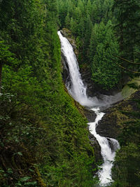 Scenic view of waterfall in forest